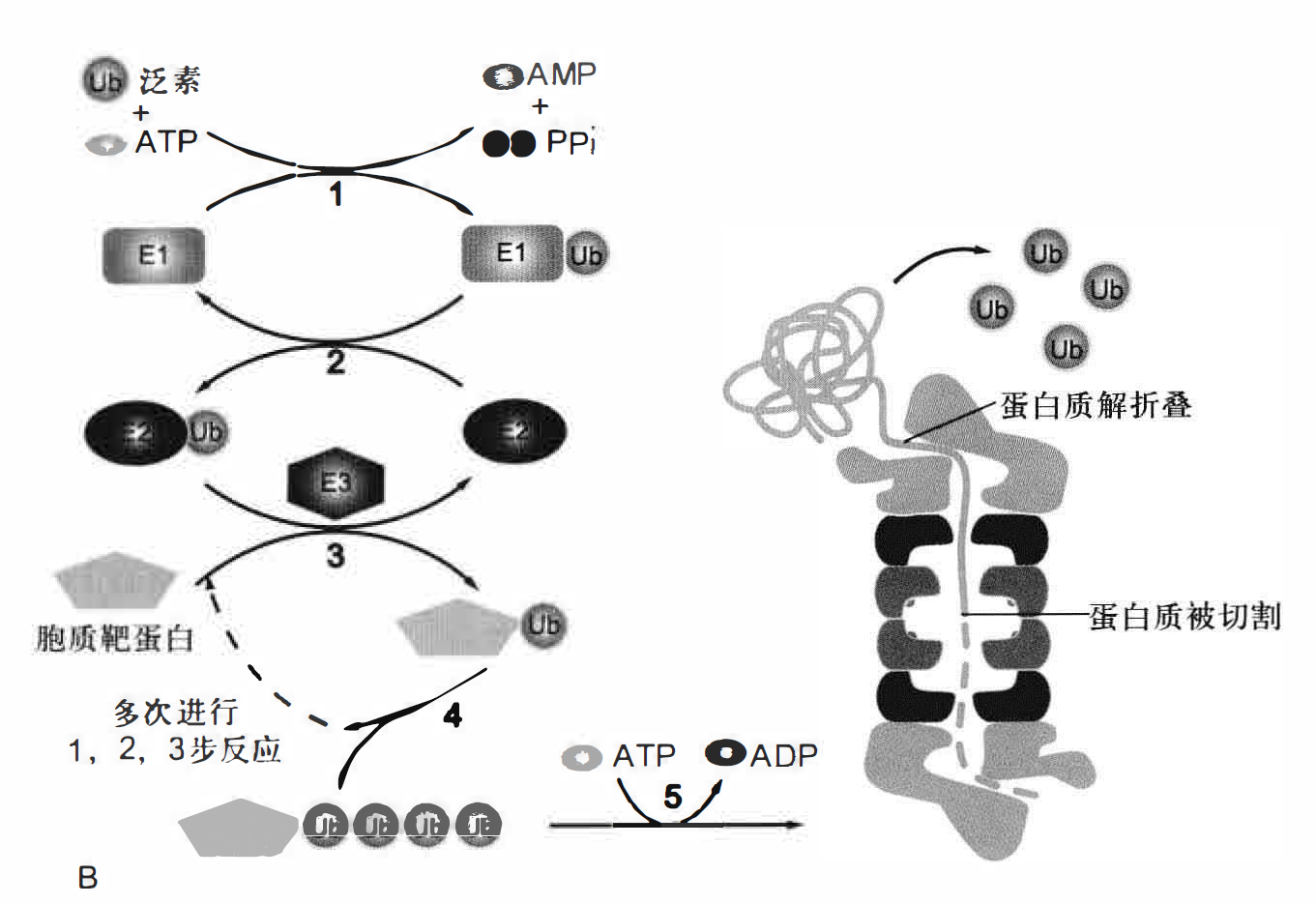 由泛素和蛋白酶体所介导的蛋白质降解途径示意图 P116